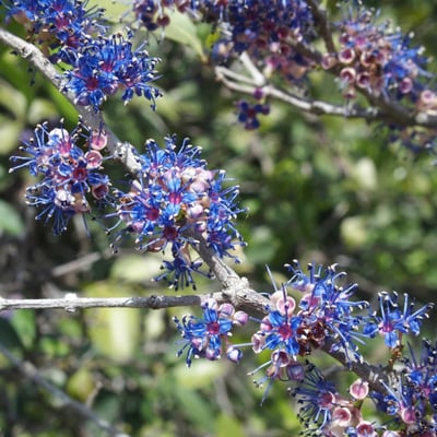 Flora and Fauna