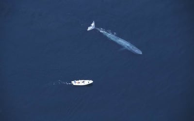 Blue Whale