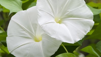 Ipomoea alba
