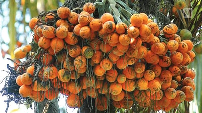 Areca catechu • Puwak • ?????