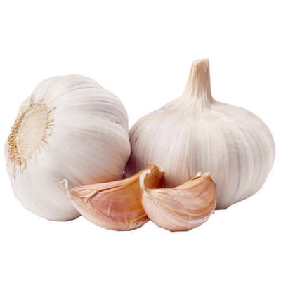 Allium sativum