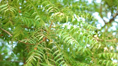 Azadirachta indica