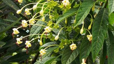 Clerodendrum indicum
