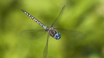 Dragonflies