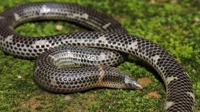 Hemprich's Shieldtail
