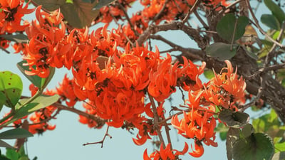 Butea monosperma