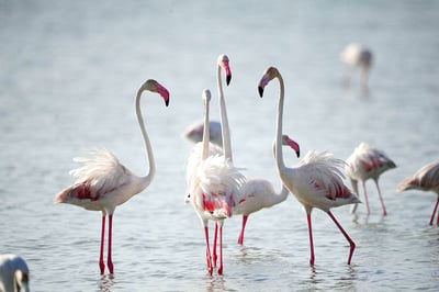 Mannar Bird Sanctuary