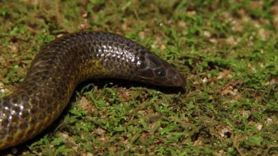 Gray's Earth Snake