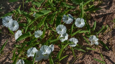 Merremia tridentata