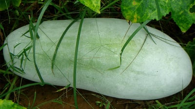 Benincasa hispida