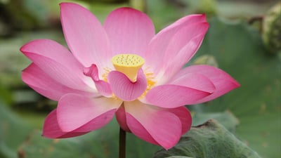Sacred Lotus