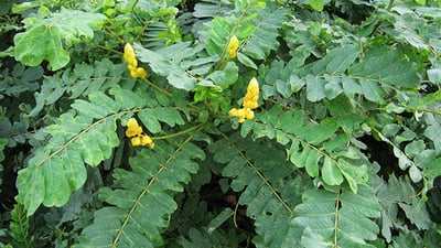 Cassia alata
