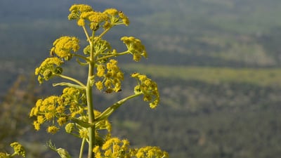 Perumkayam