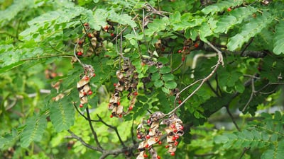 Adenanthera pavonina (Madatiya)