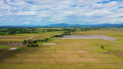 The Paddy Field (Kumbura)