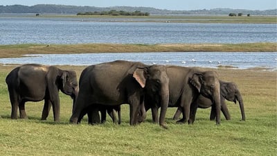 Kaudulla National Park