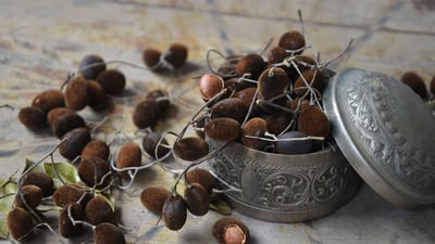 Dialium ovoideum (Gal Siyambala)