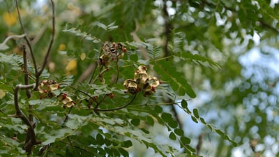 Adenanthera pavonina (Madatiya)