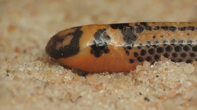 Müller's Shieldtail