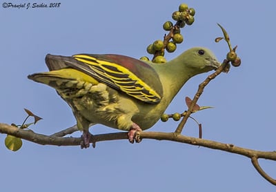 Ceylon Green Pigeon
