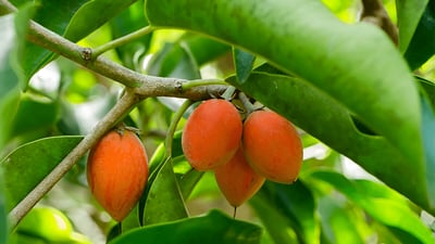 Mimusops elengi (Spanish cherry)