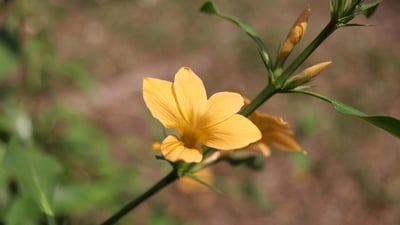 Barleria prionitis