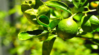 Citrus aurantifolia