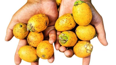 Areca catechu • Puwak • ?????