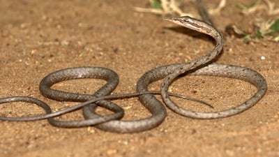 Brown Vine Snake