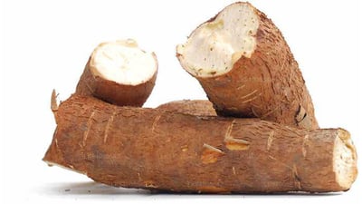 Manihot esculenta