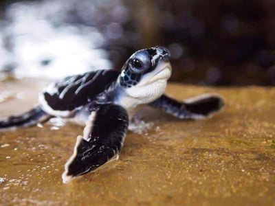 Rekawa Turtle Observation Camp