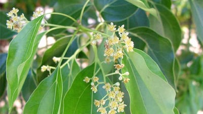 Cinnamomum camphora (?????)