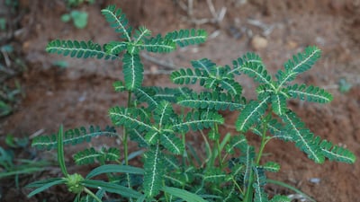 Phyllanthus amarus