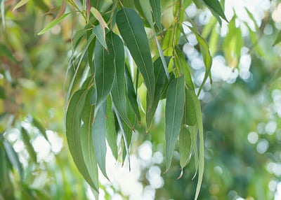 Eucalyptus globulus (Karupantine , Eucalyptus)
