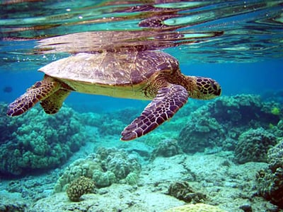 Sea Turtles
