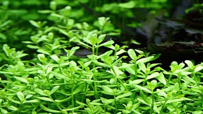 Bacopa monnieri