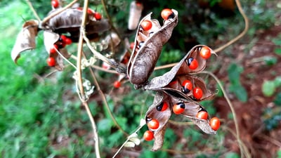 Abrus precatorius