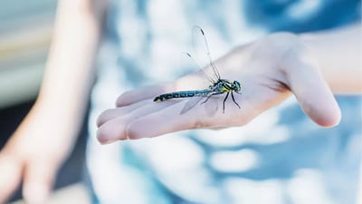 Dragonflies