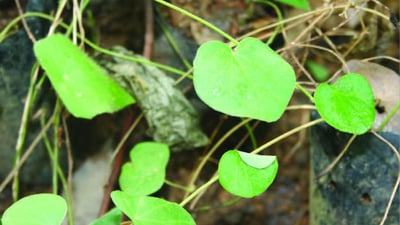 Cissampelos pareira  var. hirsuta