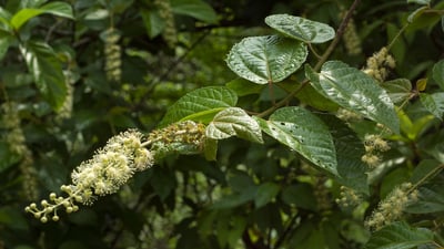 Croton lacciferus