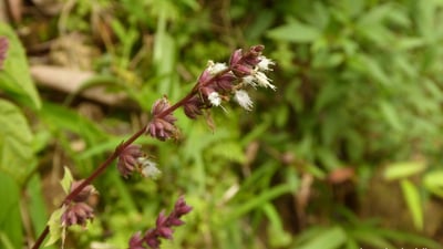 Pogostemon heyneanus