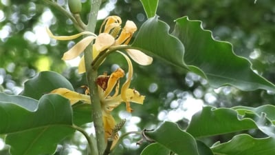 Michelia champaca  var. champaca