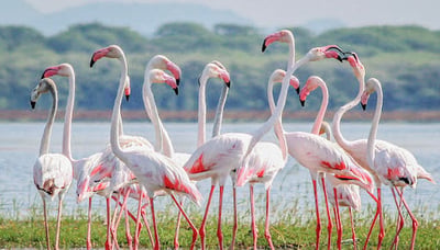 Mannar Bird Sanctuary