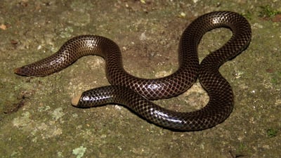 Cuvier's Shieldtail