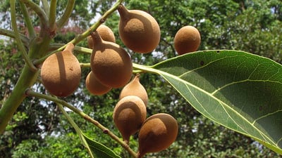 Terminalia bellirica (????)