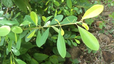Erythroxylum monogynum