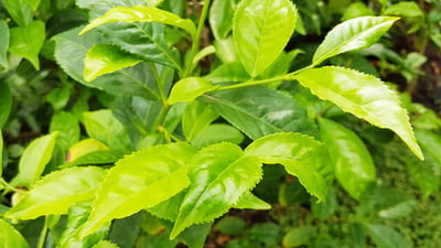 Camellia  sinensis
