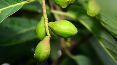 Terminalia chebula (Aralu)