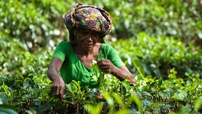 Handunugoda Tea Estate