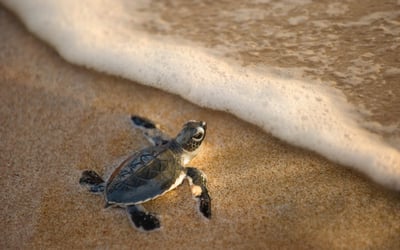 Sea Turtles